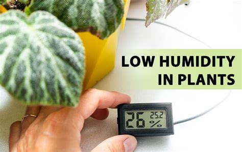 How To Identify And Fix Low Humidity In Plants - Advanced Grow Lights