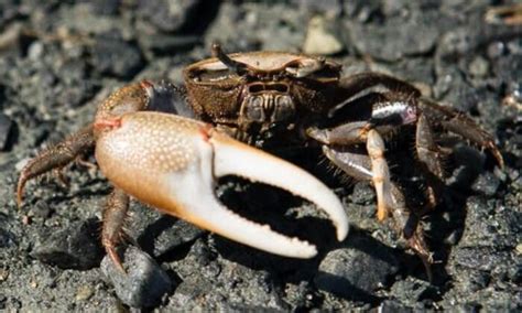 Fiddler Crabs