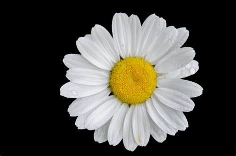 Daisy Flower Black Background Free Stock Photo - Public Domain Pictures