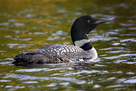 Common Loon - Birds and Blooms | Common loon, Loon, Birds