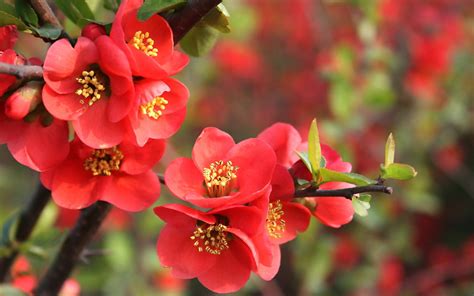 Red flowers on a tree wallpapers and images - wallpapers, pictures, photos