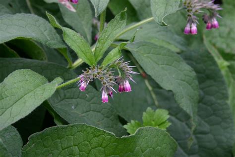 Neil Cooks Grigson: #357 Comfrey Leaf Fritters