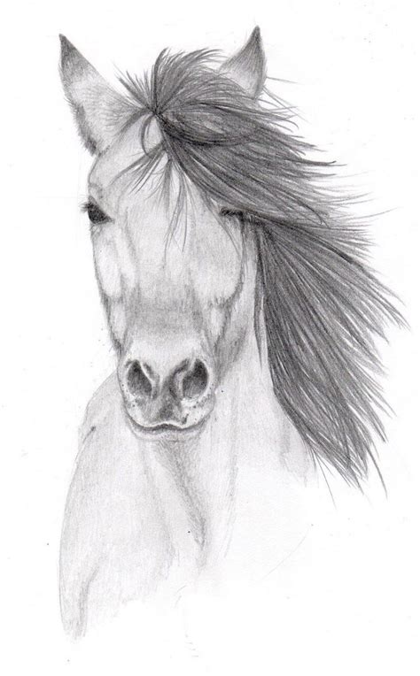 Pencil Drawings Of Animals