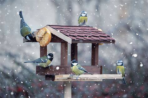 Helping birds during the winter: how do we do it? - Chimney Sheep