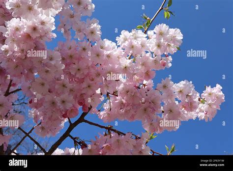 Prunus ‘Accolade’ Accolade cherry blossom – semi-double pink and white ...