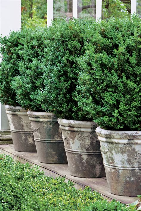 Boxwoods: Perfect for Pots | Boxwood landscaping, Outdoor planters, Concrete planters