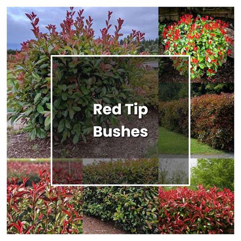 How to Grow Red Tip Bushes - Plant Care & Tips | NorwichGardener