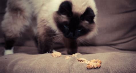 How to Prevent Hairballs in Cats: 9 Tips to Prevent + Symptoms