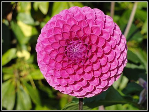 Seattle's Volunteer Park Dahlia Garden - wildtalesof.com