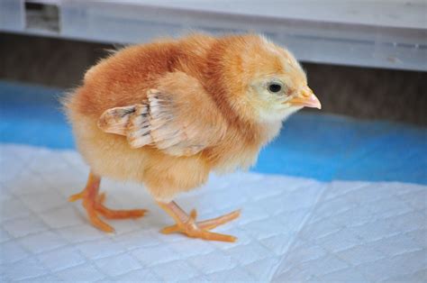 Sexing my 5 RIR chicks? | BackYard Chickens - Learn How to Raise Chickens