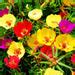 Mixed Color Moss-Rose Purslane Double Flower Seeds For Planting (Portu — USA Garden Center