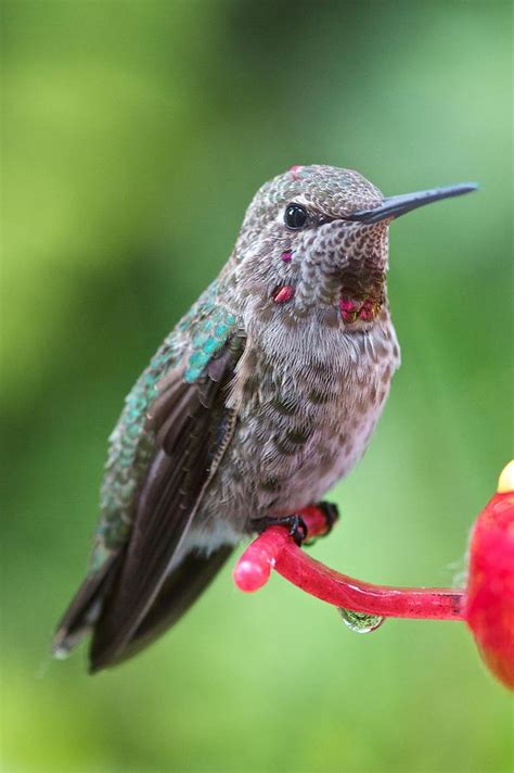 Juvenile Anna's Hummingbird Photograph by Scott Holmes