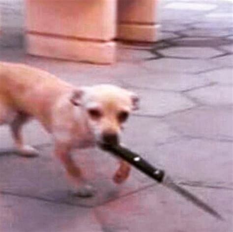 Dog Holding Knife Meme