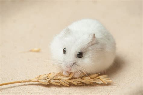 5 Types of Dwarf Hamster Breeds