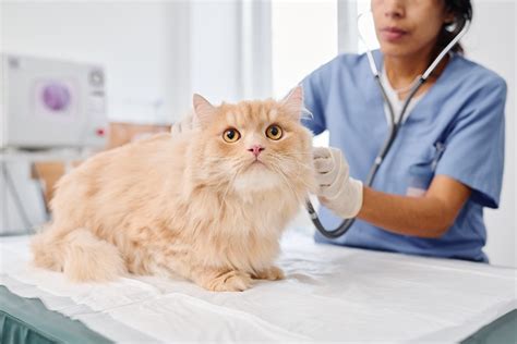 Most Common Cat Health Problems - DogExpress