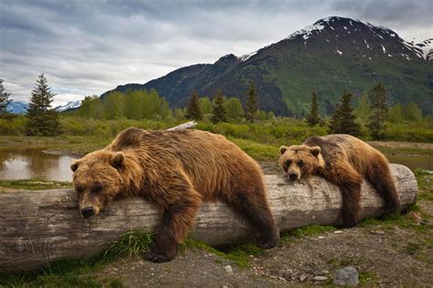 Alaska Brown Bear Grizzly | 7 differences between brown and grizzly bears | Russia ... | Alaska ...