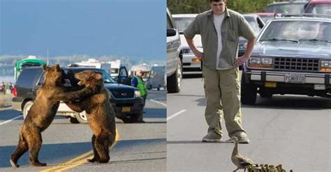 21 Hilarious Traffic Jam Photos That Make Traffic Funny