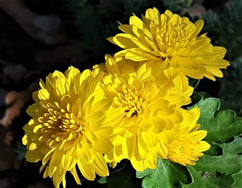 Yellow Chrysanthemums On Black Free Stock Photo - Public Domain Pictures