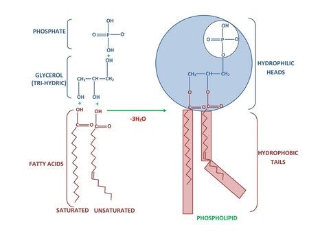 Phospholipid Structure Diagram