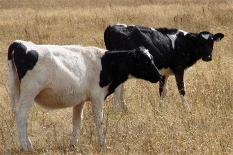 Holstein calf with smiling face markings lands role as farm lawnmower ...