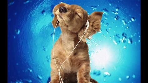 Songs For Dogs - Classical Music DESIGNED for your Dog- Prelude and ...