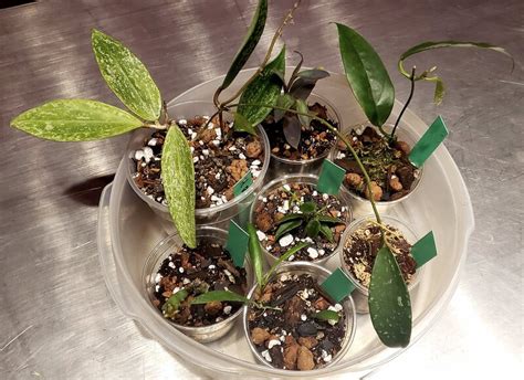 Hoya Plant Propagation- 4 Simple Methods (With Tips)