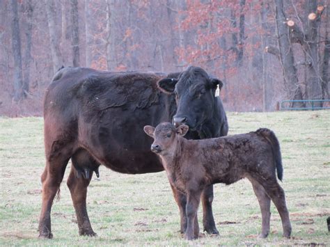 Gelbvieh cow and calf (With images) | Cow calf, Cattle, Cow