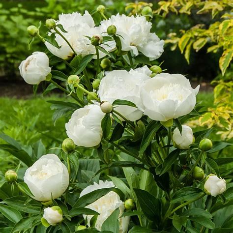 [最も人気のある！] duchesse de nemours peony history 151082-Duchesse de nemours peony history