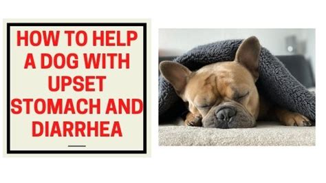 How to Help a Dog with Upset Stomach and Diarrhea - The Kitty Expert