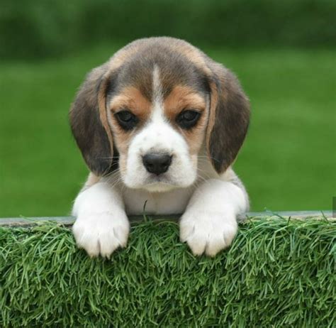 beagle puppies, Buy Beagle Dogs, Purchase Beagle Breed Pet in Delhi