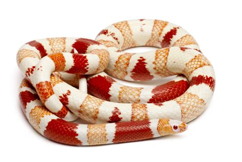 Honduran Milk Snake Care Sheet | BALL PYTHON BREEDER UK