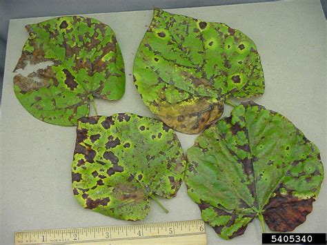 Pseudocercospora leaf spot (Pseudocercospora vitis ) on eastern redbud (Cercis canadensis ...