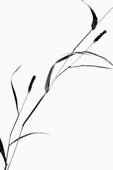 Free Images : tree, branch, silhouette, black and white, twig, sketch, drawing, shape, line art ...