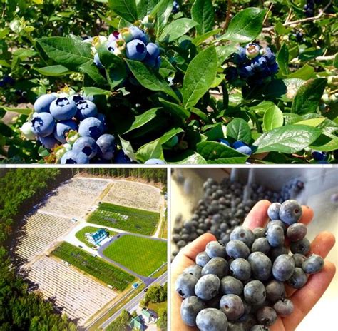 new jersey blueberries season - Starla Schuster