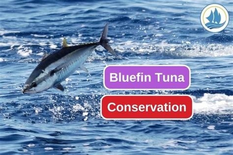 Supporting Bluefin Tuna Conservation