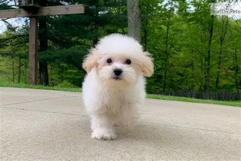 Erf: Bich-Poo - Bichpoo puppy for sale near Akron / Canton, Ohio. | 63fda117-ba11