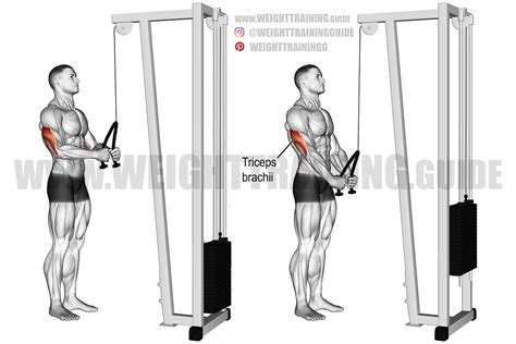 tricep pull down machine form - Krystyna Holley