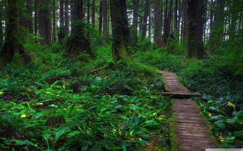 Amazing Forest Path wallpaper | 2560x1600 | #28901