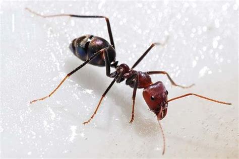 Meat Ant (Iridomyrmex sp)