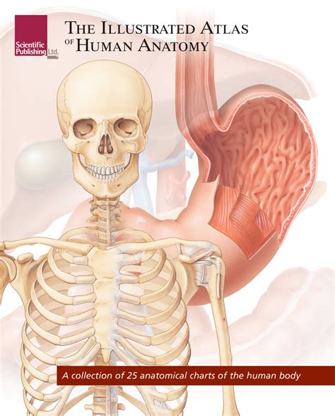 Human anatomy atlas online free - vserazip