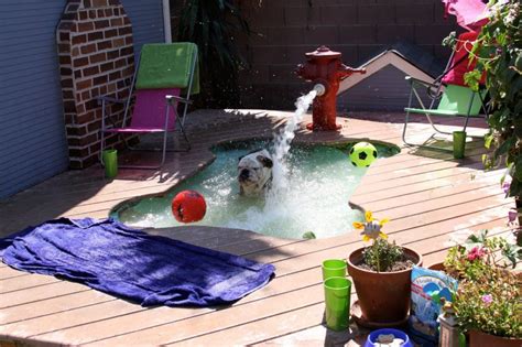 want one | Dog pool, Dog playground, Dog house