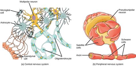 Glial Cells | Biology for Majors II