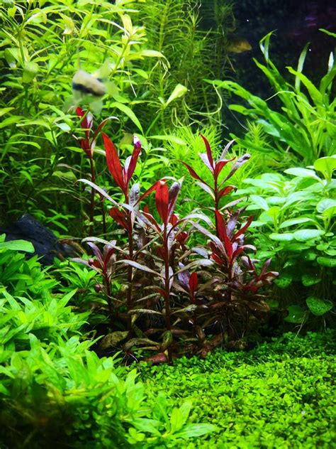 Alternanthera Reineckii Mini No Co2 - Temmie Aquarium