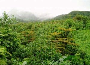 Bosque Tropical Lluvioso – Áreas Protegidas y Parques Nacionales de ...