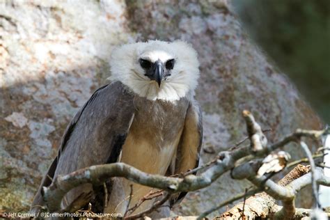 In Images: Amazing Harpy Eagle Chick | Live Science