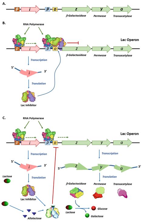 Chapter 13: Transcriptional Control and Epigenetics – Chemistry