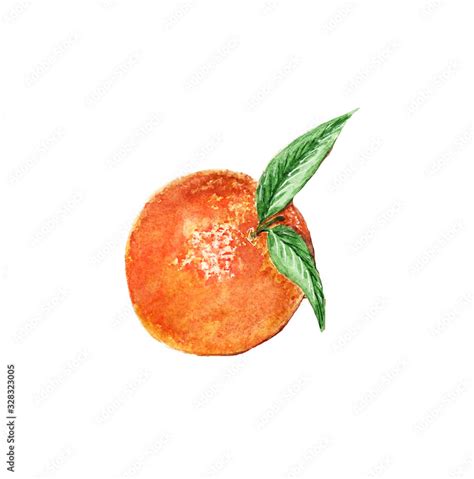 watercolor orange drawing isolated on white background Stock ...