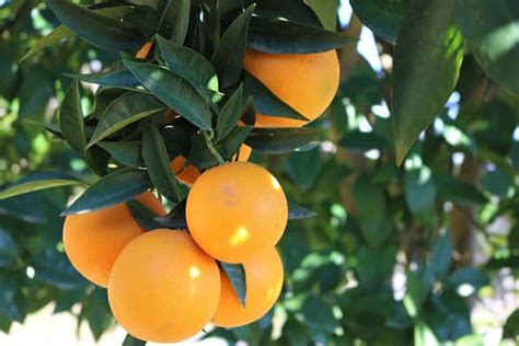 Discover the famous Floating Tree in old Jaffa with a tour guide