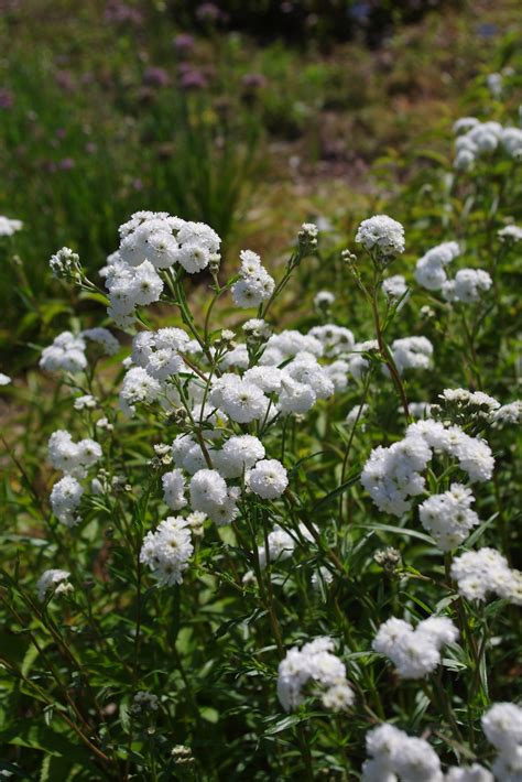 Achillea ptarmica 'The Pearl' - Beth Chatto's Plants