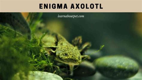 Enigma Axolotl : Are Enigma Axolotls Rare And Costly? 7 Cool Facts